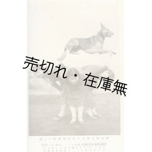 画像: 絵葉書 「澤田博士愛犬と石井舞踊団の三嬢」 ■ 戦前