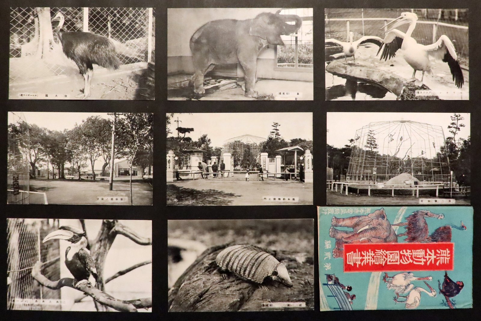 画像1: 「熊本動物園絵葉書（第二編）」八枚 ■ 熊本市電気局　戦前